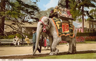 Niños disfrutando de un paseo en Rosie el elefante, Zoológico de Bristol de English Photographer