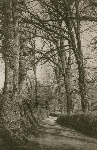 Camino de Cockington, Devonshire, cerca de Torquay de English Photographer