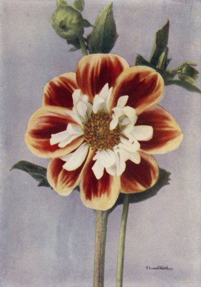 Collerette Dahlia, Gallia (foto en color) de English Photographer