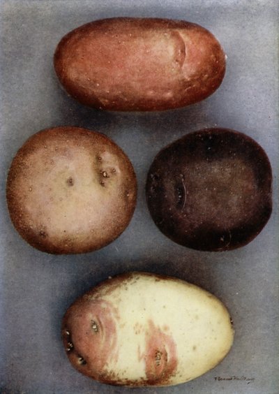 Patatas de colores (foto en color) de English Photographer