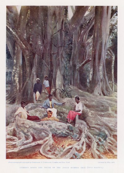 Curiosas raíces y tronco del árbol del caucho de Assam, Ficus Elastica (foto coloreada) de English Photographer
