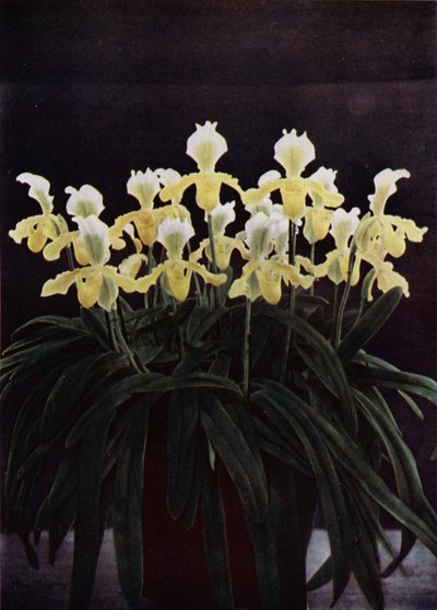 Cypripedium Insigne Sanderae (foto en color) de English Photographer