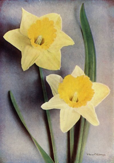 Narciso (foto en color) de English Photographer
