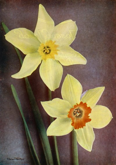 Narciso (foto en color) de English Photographer