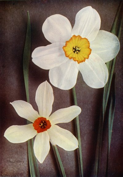 Narciso (foto en color) de English Photographer