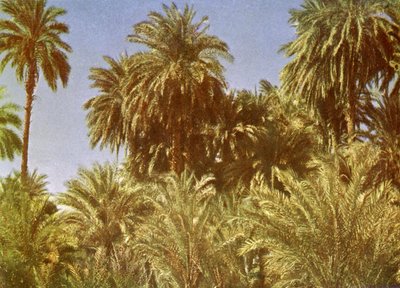 Palmeras datileras en la isla Elefantina, Egipto de English Photographer