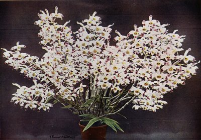 Dendrobium Wardianum (foto en color) de English Photographer
