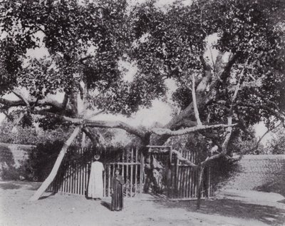 Egipto: El Árbol de la Virgen de English Photographer