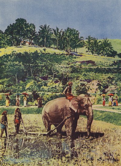 Elefante ayudando a arar los campos de arroz en India de English Photographer