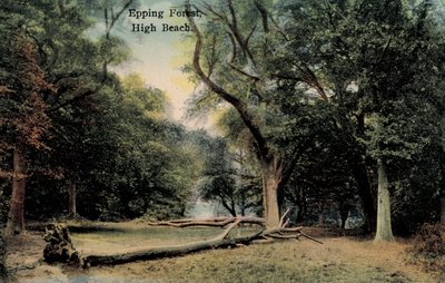 Epping Forest, High Beach de English Photographer