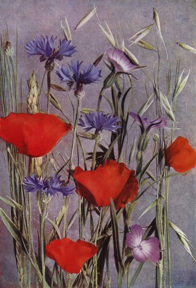 Flores del maizal (foto) de English Photographer