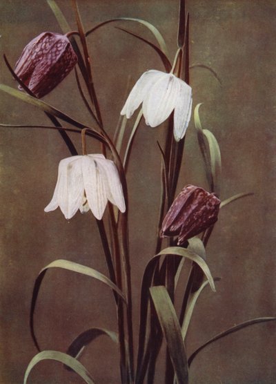 Fritilarias de English Photographer