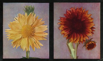 Gallardias, Verano y Rey de Kelway de English Photographer