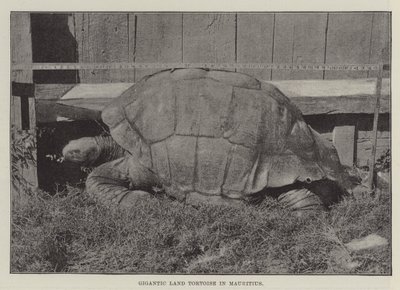 Tortuga terrestre gigante en Mauricio de English Photographer
