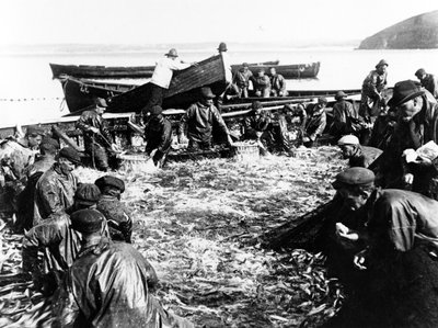 Captura de arenques, c.1890 de English Photographer