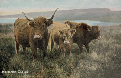 Ganado de las Highlands (foto) de English Photographer