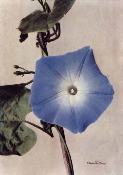  de English Photographer