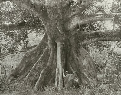 Jamaica: Tom Cringles Cotton Tree, Spanish Town Road (foto en blanco y negro) de English Photographer