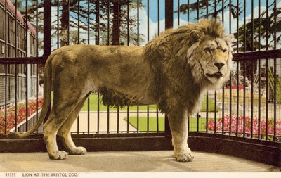 León en el zoológico de Bristol de English Photographer