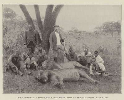 Leones que habían destruido ocho asnos, abatidos en Sebungu-Poort, Bulawayo de English Photographer
