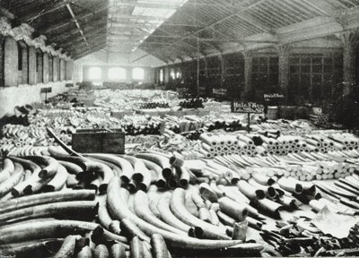 London Docks: almacén de marfil, 1895 de English Photographer