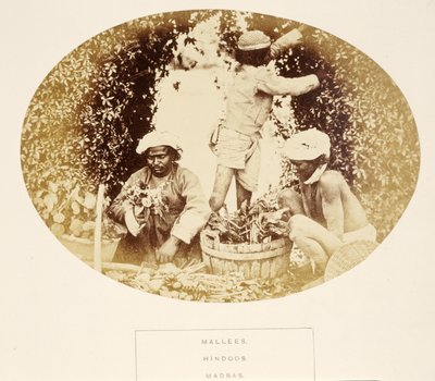 Mallees (jardineros), hindúes, Madrás, de The People of India, por J. Forbes Watson, publicado en 1868 de English Photographer