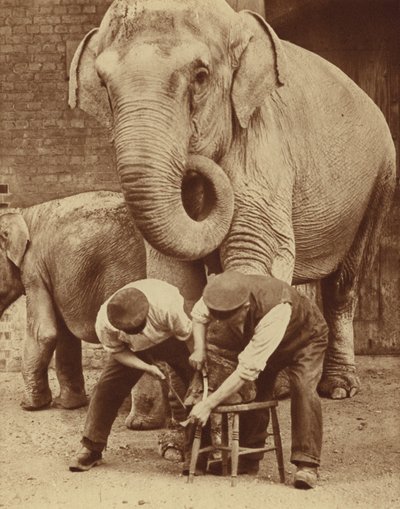 Manicura en el Zoo Beauty Parlour (foto b/n) de English Photographer