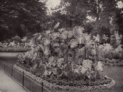 Monstera Deliciosa en Battersea Park (foto en blanco y negro) de English Photographer