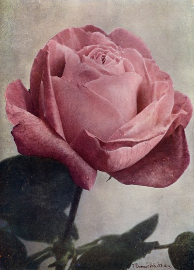 Sra. John Laing (HP) (foto en color) de English Photographer