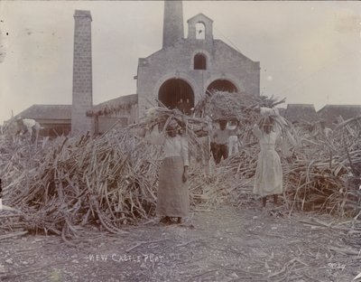 Plantación de Newcastle, 1880 de English Photographer