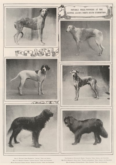 Ganadores de premios notables en la cuadragésima sexta exposición del Kennel Club de English Photographer