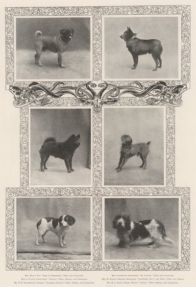 Ganadores de premios notables en la cuadragésima sexta exposición del Kennel Club de English Photographer