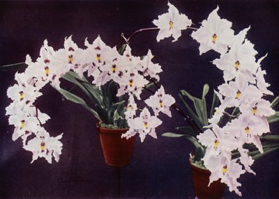 Odontoglossum Crispum (foto en color) de English Photographer