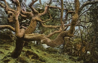 Viejo Roble, el Deslizamiento de Tierra de English Photographer
