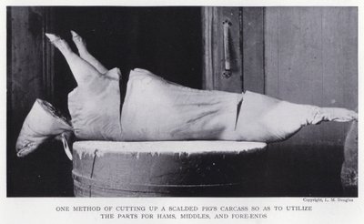Un método de cortar la carcasa de un cerdo escaldado para utilizar las partes para jamones, medios y extremos delanteros de English Photographer