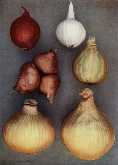 Cebollas (foto en color) de English Photographer