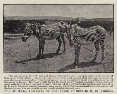 Pareja de cebras presentada a la Reina por Menelik II de Etiopía de English Photographer