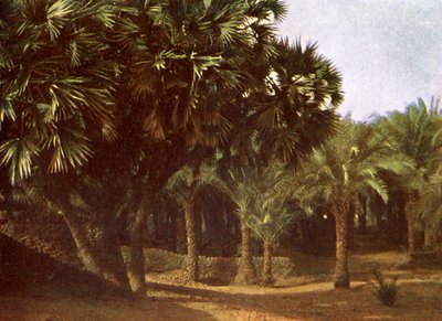 Palmeral cerca de Karnak, Egipto de English Photographer