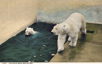 Osos polares, Zoo de Bristol (foto) de English Photographer