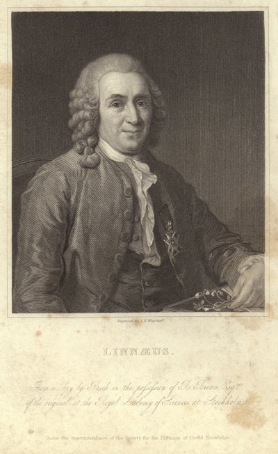 Retrato de Carl Linnaeus de English Photographer
