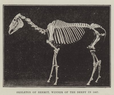 Esqueleto de Hermit, Ganador del Derby en 1867 de English Photographer