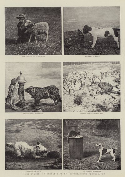 Algunos estudios de la vida animal por fotografía instantánea de English Photographer