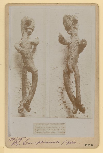 Especimen de rábano picante de English Photographer