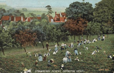 Recolectores de fresas en los campos de Orpington, Kent de English Photographer
