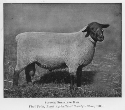 Carnero Suffolk Shearling, primer premio, exposición de la Sociedad Real de Agricultura de English Photographer