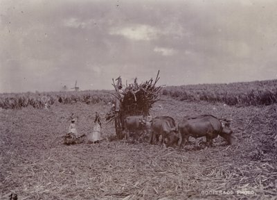 Plantación de azúcar, Barbados, 1880 de English Photographer