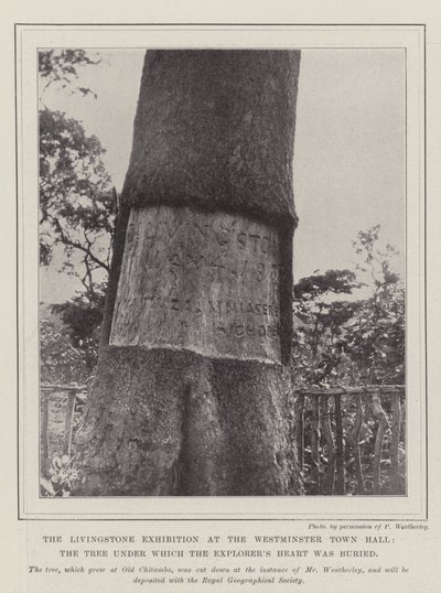 La exposición de Livingstone en el Ayuntamiento de Westminster, el árbol bajo el cual fue enterrado el corazón del explorador de English Photographer