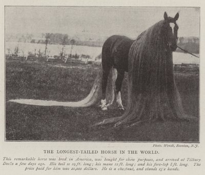 El caballo con la cola más larga del mundo de English Photographer