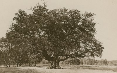 El Roble Mayor, Bosque de Sherwood de English Photographer