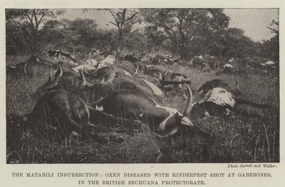 La Insurrección Matabili, Bueyes enfermos de Peste Bovina abatidos en Gaberones, en el Protectorado Británico de Bechuana de English Photographer